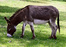 Donkey in Clovelly, North Devon, England.jpg