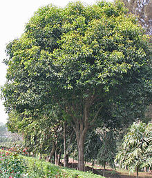 Maulsari (Mimusops elengi) trees in Kolkata W IMG 2848.jpg