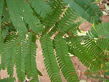 Acacia caesia.jpg