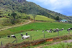 Hills and grasslands at Ambewela.