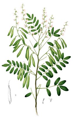 Derris scandens Blanco1.232-cropped.jpg