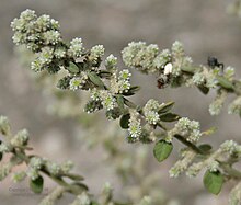 Aerva lanata in Bhongir AP W I2 IMG 3064.jpg