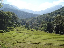 Meemure Paddy Fields.JPG