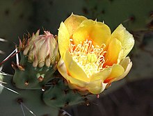 Yellow prickly pear flower.jpg