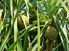 Kewda(Pandanus odoratissimus).jpeg