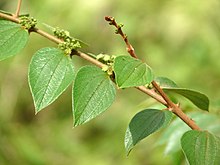 Ziziphus oenoplia in Kadavoor.jpg