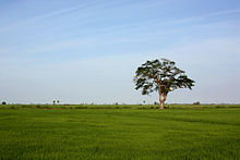 Paddy field in Sammanthurai, Ampara, Sri Lanka.JPG