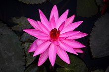 Blue lotus (Nymphaea nouchali).jpg