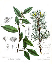 AquilariaAstragalusRoyle.jpg