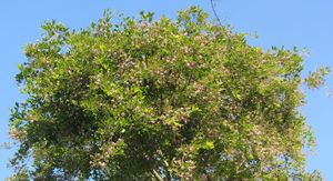 Tree pungai with flowers.jpg