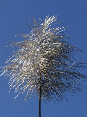 Sugar cane flower.jpg