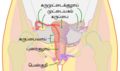 06:58, 24 ஏப்ரல் 2024 -ல் இருந்த பதிப்பின் சிறு தோற்றம்