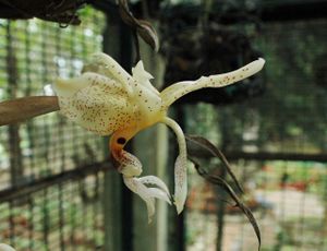 Stankopea wardii-flower-BSI-yercaud-salem-India.jpg