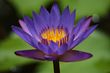 Blue water lilly flower.jpg