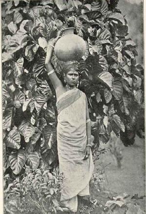 Tamil Woman SriLanka 1907.JPG