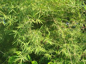 Bamboo leaves1.JPG