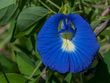 Clitoria ternatea.jpg