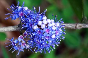 Memecylon umbellatum (Ironwood).JPG