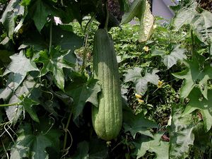 Luffa aegyptica.jpg