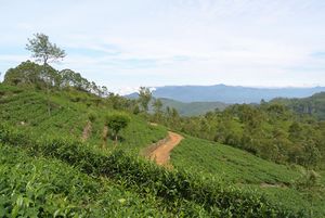 Tea plantation Haputale.jpg