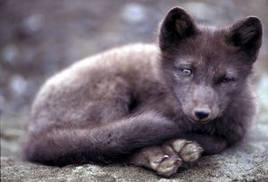 Alopex lagopus cub (summer coat).jpg