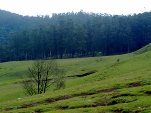 A Landscape of Ooty5.jpg