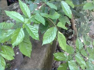 Poongam, போங்கம், a tree.jpg