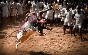 Madurai-alanganallur-jallikattu.jpg