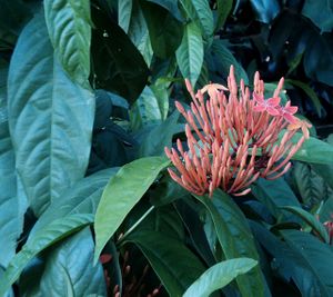 Buds,Ixora coccinea,Tamil Nadu499.jpg