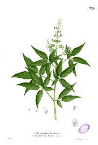 Vitex negundo Blanco1.228.png