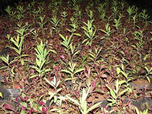 A closeup of Sandal saplings.JPG