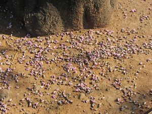 Tree pungai, fallen flowers 1.JPG