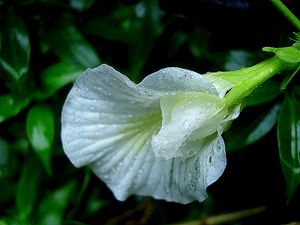 Clitoria (2734061539).jpg