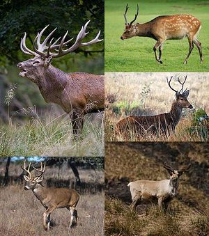 Family Cervidae five species.jpg