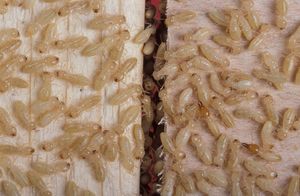 White Ants (Termites)147.jpg