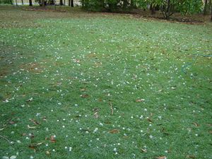 Queensland HailStorm 260305.JPG