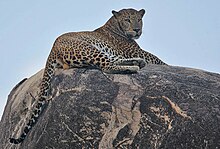 படிமம்:Rainbirder - Leopard (1).jpg