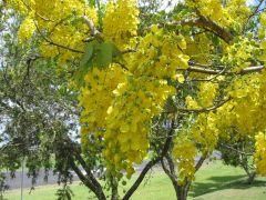 படிமம்:Cassia-fistula.jpg