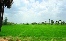 படிமம்:Rice paddy fields.jpg