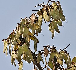 பச்சை காய்கள், பங்குனி இறுதியில்