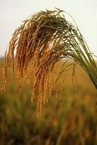 படிமம்:180px-US long grain rice.jpg