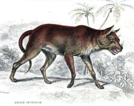 படிமம்:Dholeceylon.jpg