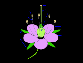 படிமம்:Flower ta.gif