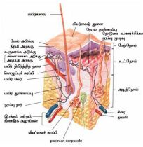 படிமம்:Skin.jpg