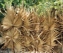 படிமம்:Palmyra Leaf Fence.jpg
