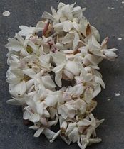 படிமம்:Flower MULLAI THALAVAM.jpg