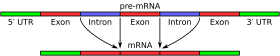 படிமம்:Pre-mRNA to mRNA-clean.png