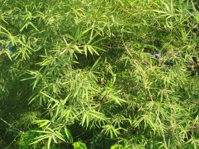படிமம்:Bamboo leaves1.JPG