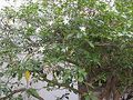 17:12, 7 பெப்பிரவரி 2025 இலிருந்த பதிப்புக்கான சிறு தோற்றம்