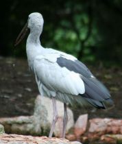 படிமம்:Anastomus oscitans3.JPG